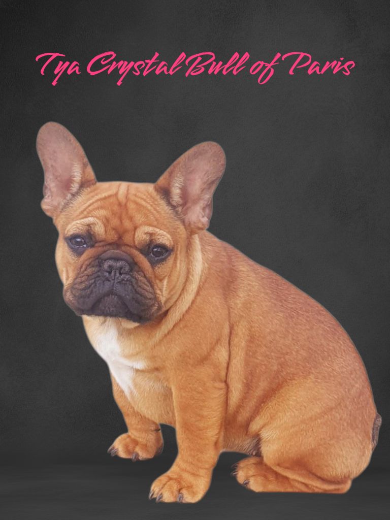 Tya Crystal Bull of Paris