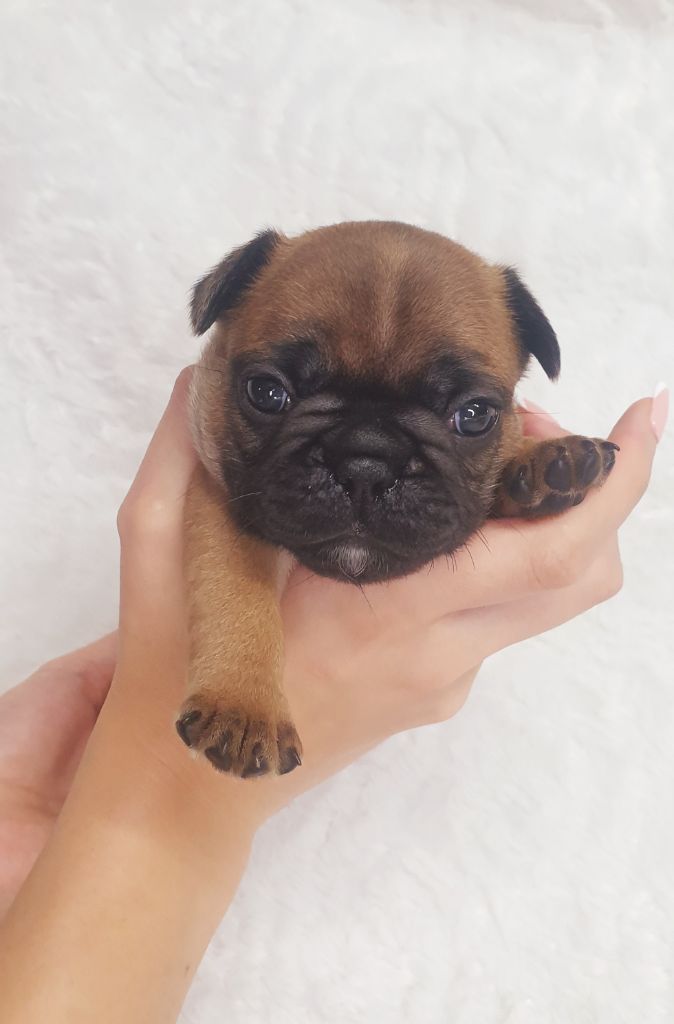 Crystal Bull of Paris - Chiots disponibles - Bouledogue français