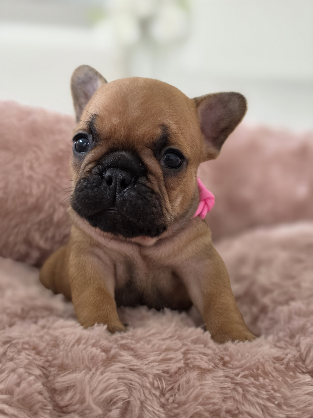 Crystal Bull of Paris - Chiots disponibles - Bouledogue français