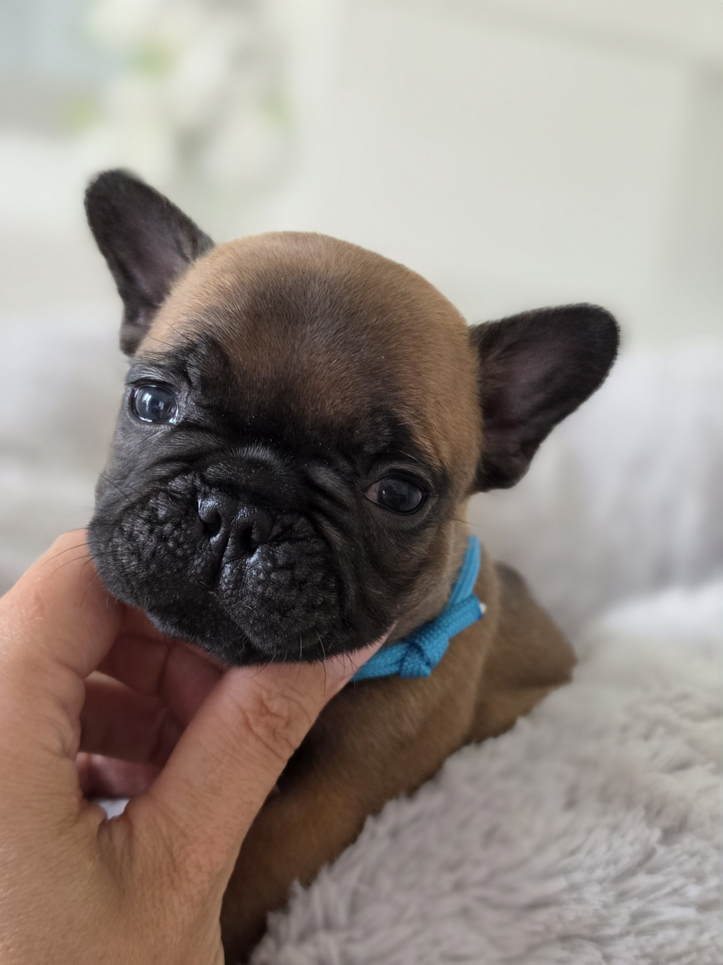 Crystal Bull of Paris - Chiots disponibles - Bouledogue français