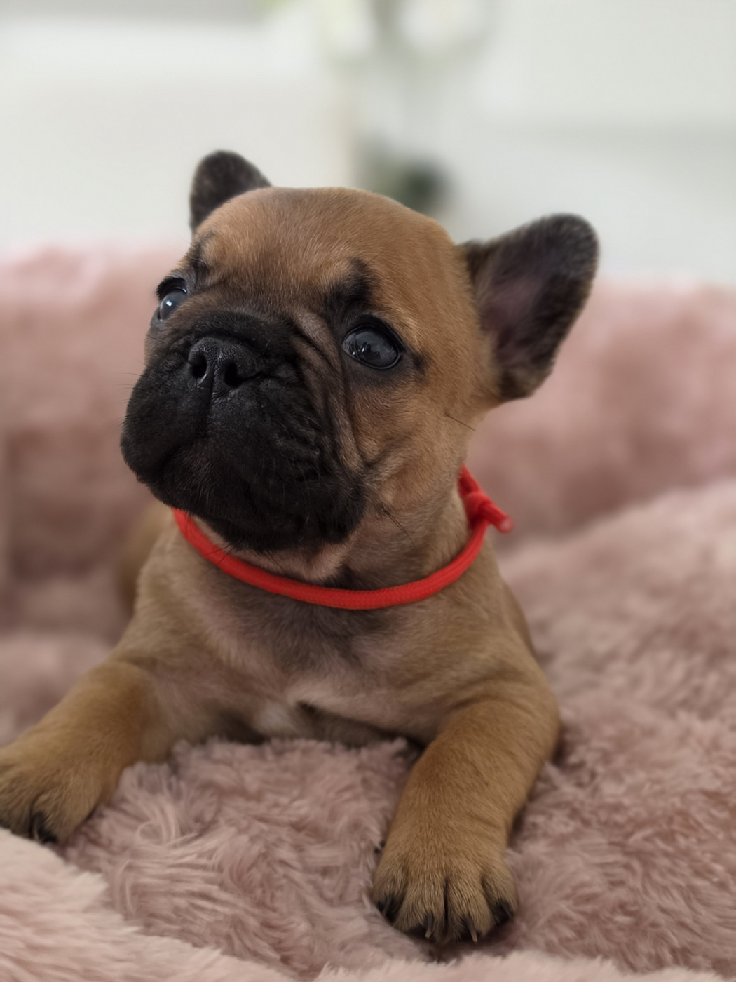 Crystal Bull of Paris - Chiots disponibles - Bouledogue français