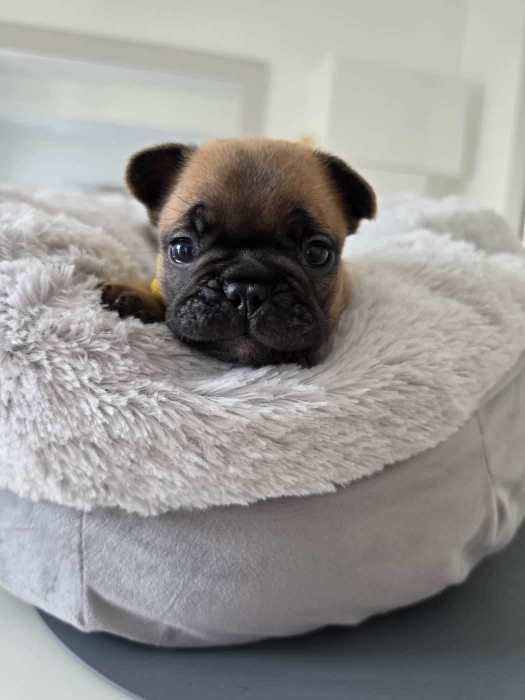 Crystal Bull of Paris - Chiots disponibles - Bouledogue français