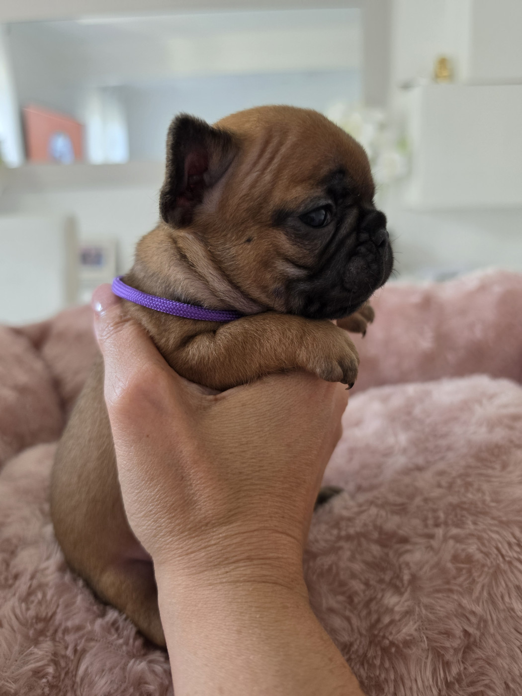 Crystal Bull of Paris - Chiots disponibles - Bouledogue français