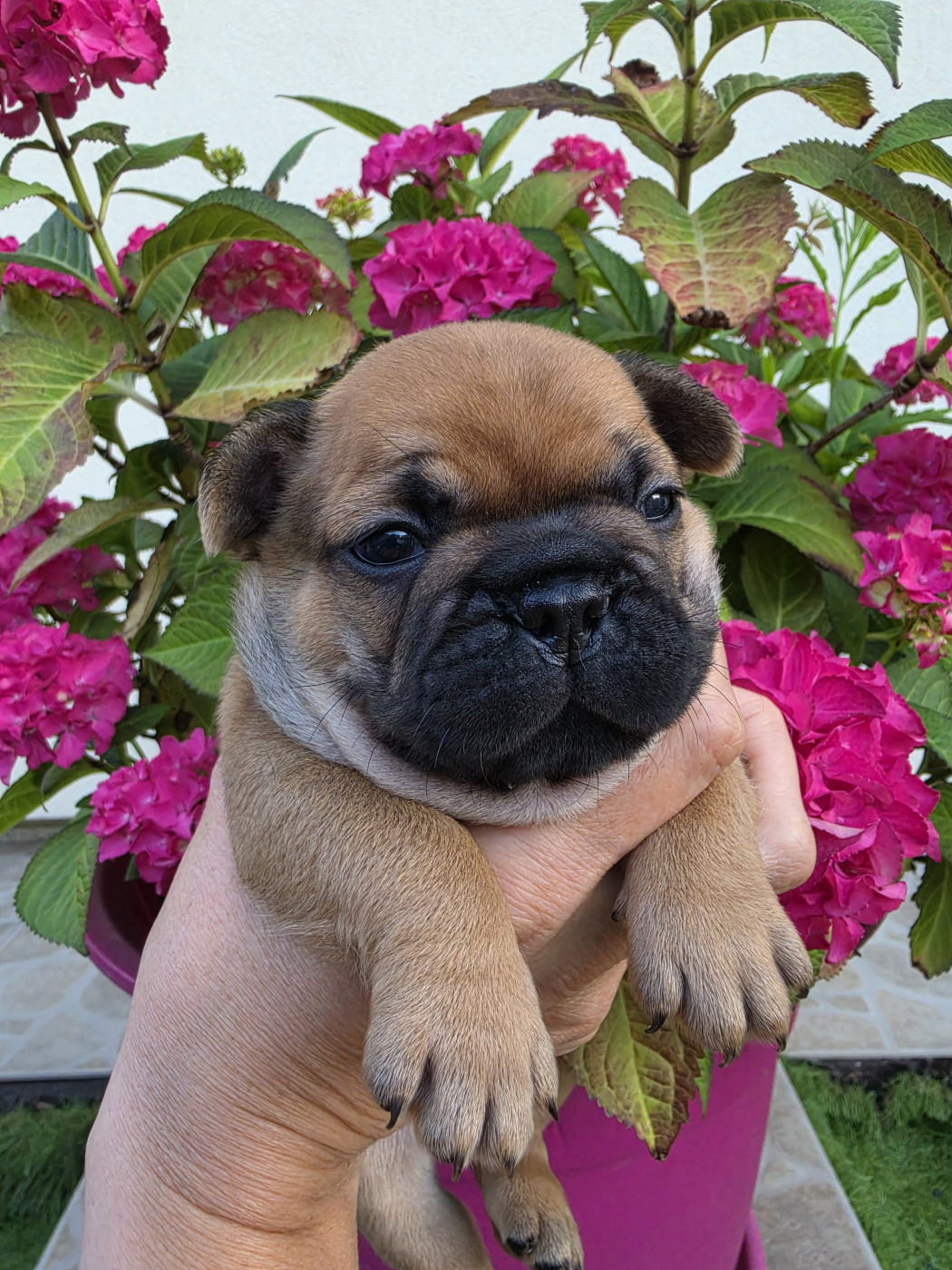Crystal Bull of Paris - Chiots disponibles - Bouledogue français