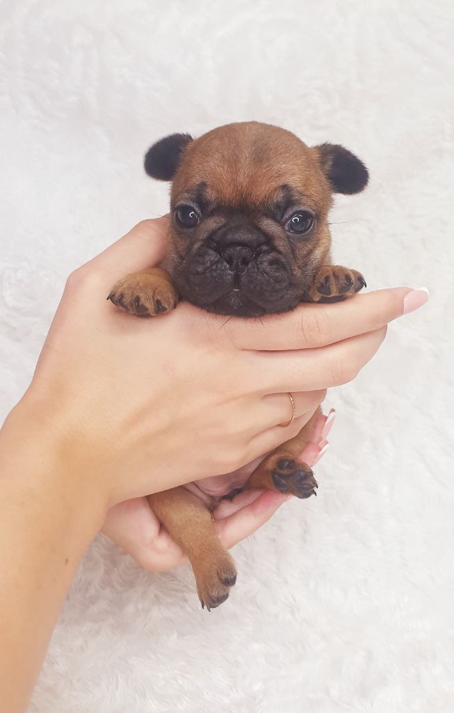 Crystal Bull of Paris - Chiots disponibles - Bouledogue français