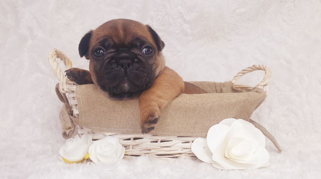 Crystal Bull of Paris - Chiots disponibles - Bouledogue français