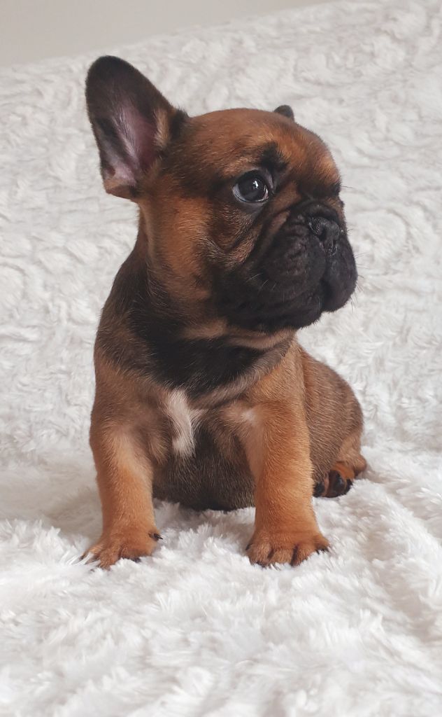 Crystal Bull of Paris - Chiots disponibles - Bouledogue français
