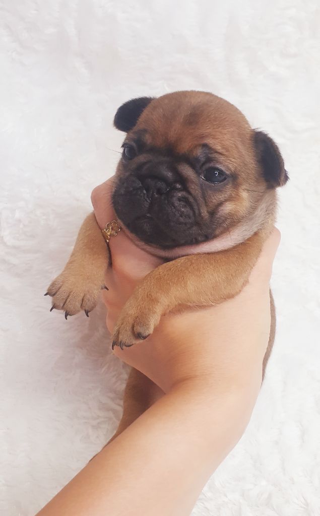 Crystal Bull of Paris - Chiots disponibles - Bouledogue français