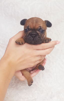 CHIOT 6