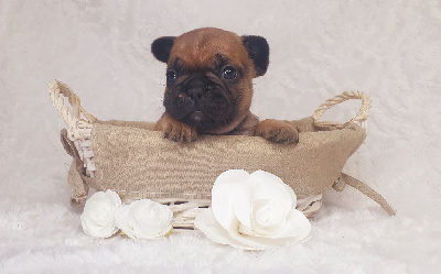 CHIOT 3