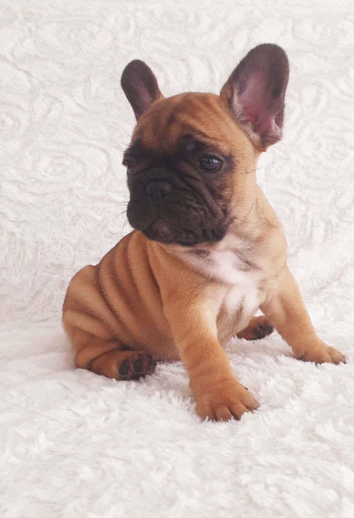 Crystal Bull of Paris - Chiots disponibles - Bouledogue français