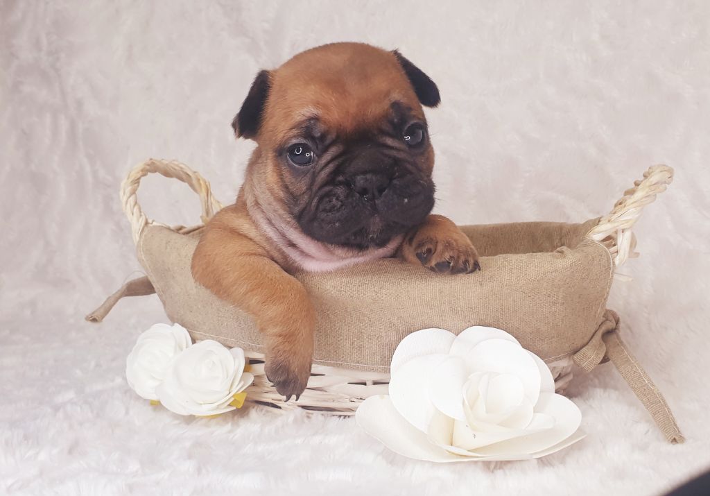 Crystal Bull of Paris - Chiots disponibles - Bouledogue français