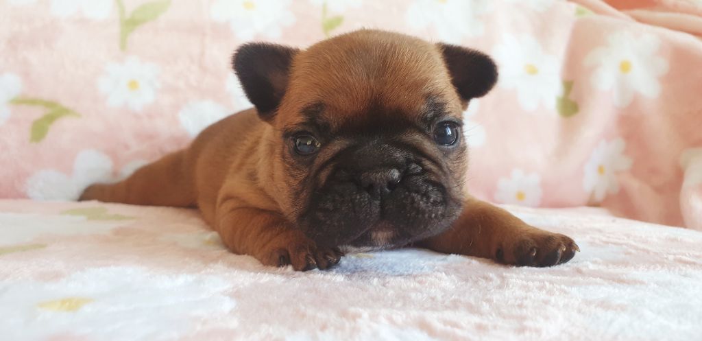 Chiot Bouledogue français Crystal Bull of Paris