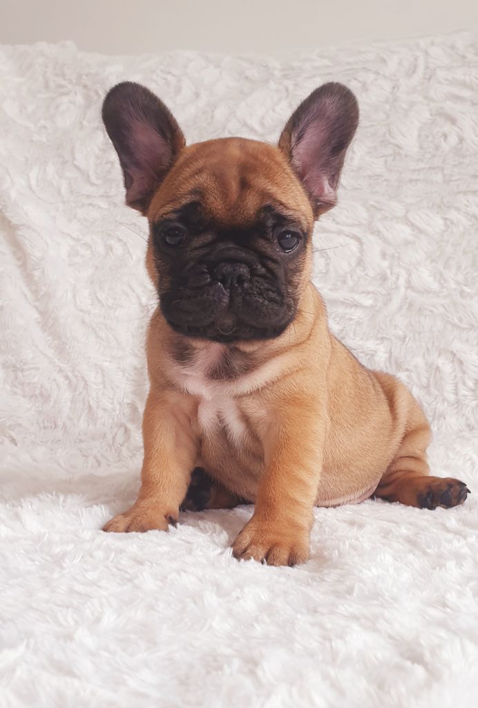Crystal Bull of Paris - Chiots disponibles - Bouledogue français