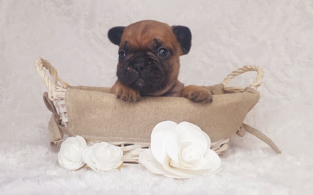 Crystal Bull of Paris - Chiots disponibles - Bouledogue français